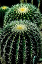 cactus-404362