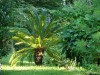 Palme im Sonnenlicht2