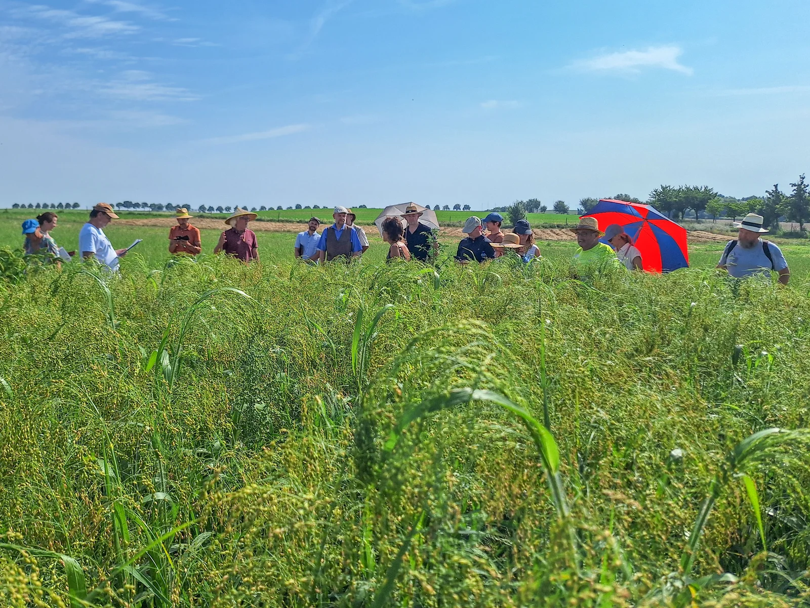 Hirse – vom Vogelfutter zum Superfood Hirse – vom Vogelfutter zum Superfood