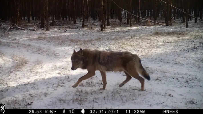 Wolfsnachwuchs im Landkreis Barnim