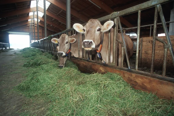 Tierfütterung Tierfütterung