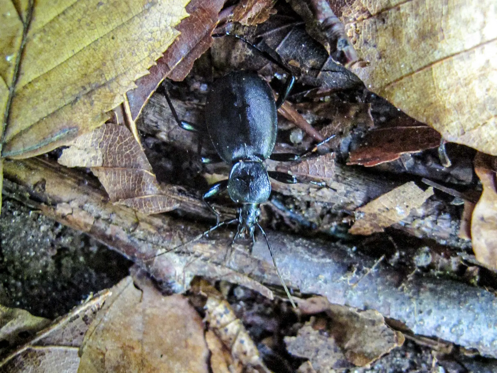 Rückgang von Insekten 