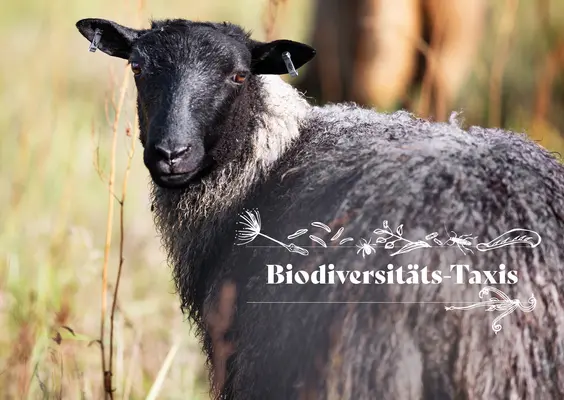 Ein Schaf, das als Biodiversitätstaxi bezeichnet wird.