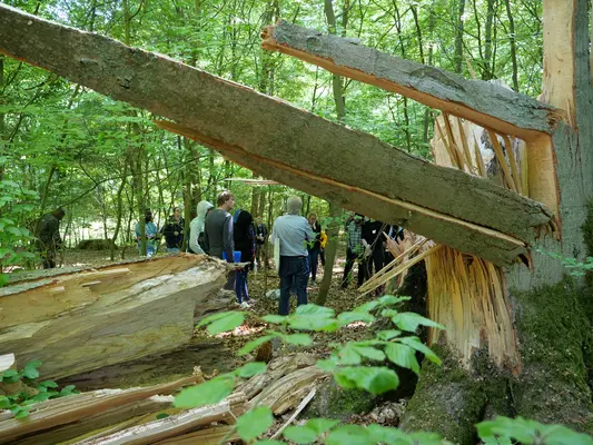 Im Vordergrund ist ein Baum durch Windbruch beschädigt, im Hintergrund steht eine Gruppe Studierender.