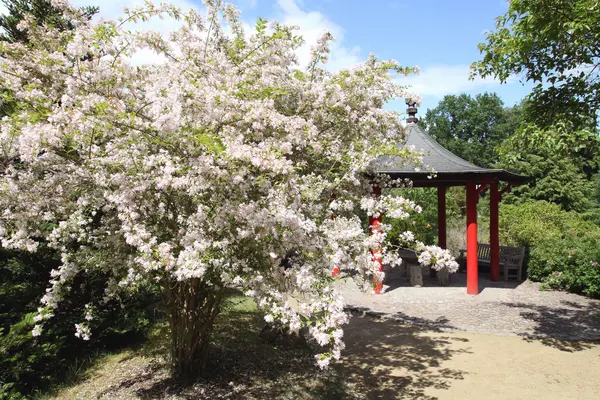 ein Pavillon im asiatischen Baustil steht zwischen weißen Blüten