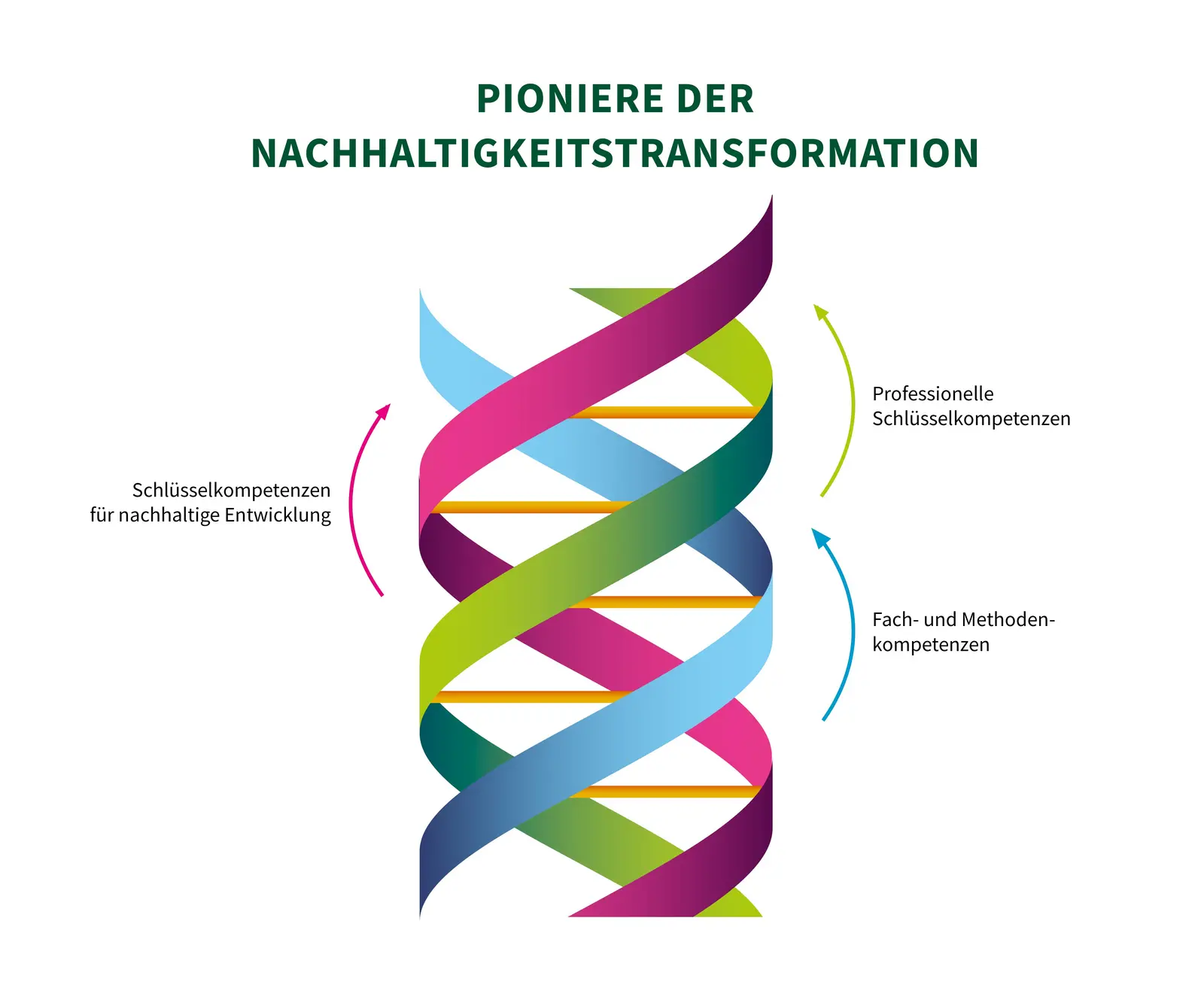 Zu sehen ist eine Triple Helix DNA-Struktur, die exemplarisch die drei Kompetenzstränge der Eberswalde DNA darstellt. Schlüsselkompetenzen für nachhaltige Entwicklung, Fach- und Methodenkompetenzen und professionelle Kompetenzen.