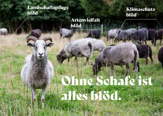 Ein Lamm mit dem Spruch "Ohne Schafe ist alles blöd"