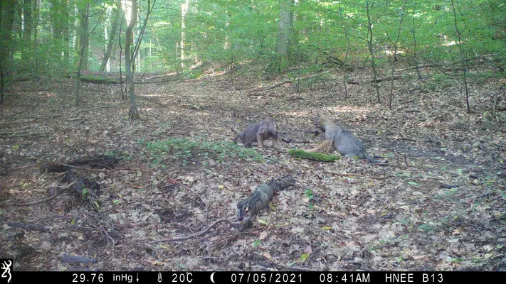 Wolf offspring in the Barnim district 