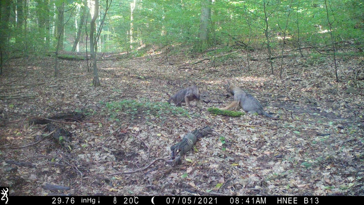 Wolf offspring in the Barnim district Wolf offspring in the Barnim district