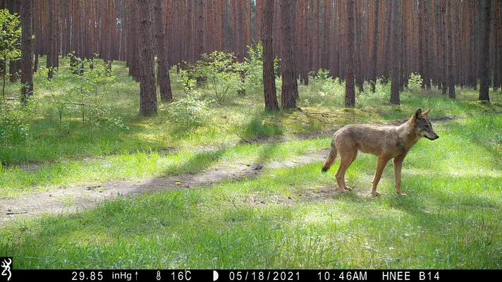 Wolfsnachwuchs im Landkreis Barnim