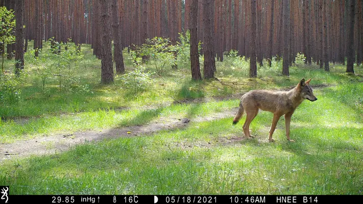 Wolfsnachwuchs im Landkreis Barnim