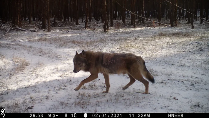 Wolf offspring in the Barnim district Wolfsnachwuchs im Landkreis Barnim